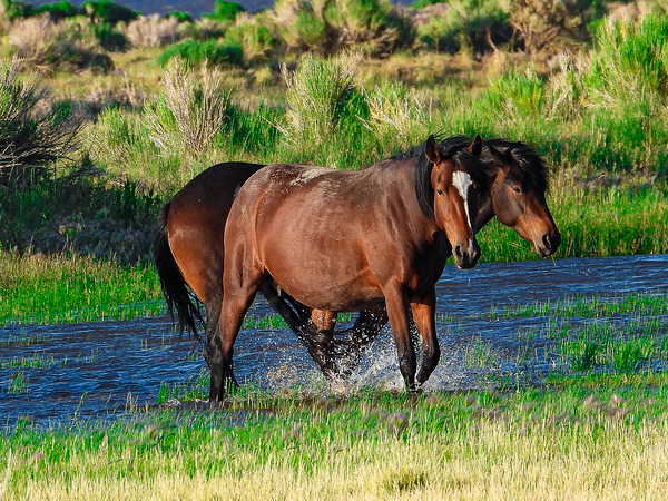 Nevada Mustang 1 6 Digital Download