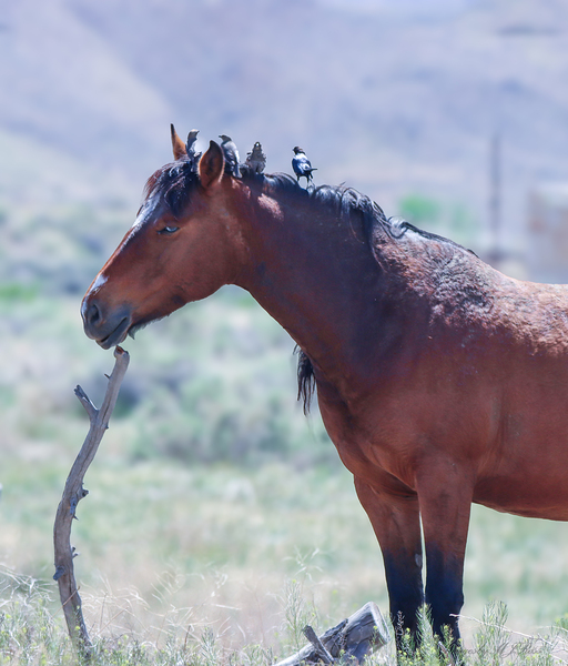 Nevada Mustang series1 1 Digital Download