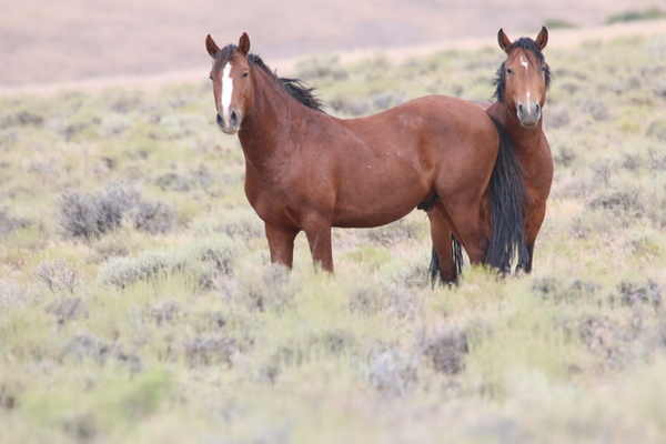 Wild Horse Nevada Series 8 Digital Download
