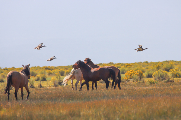 Mono Lake Wild Horse Series 1 Digital Download