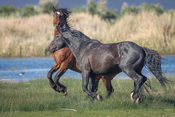 Nevada Virginia Range Series 26 Digital Download