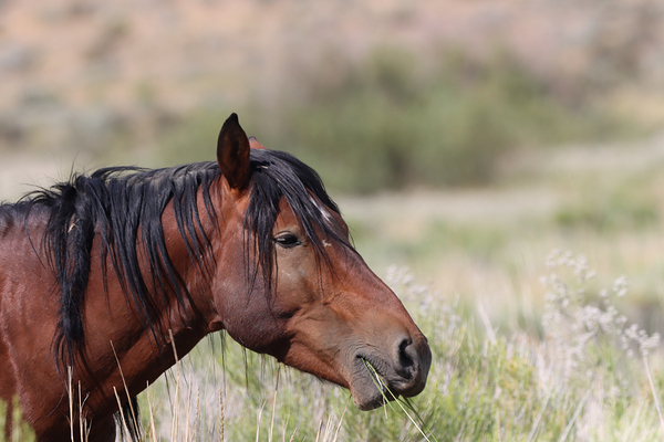 Nevada Virginia Range Series 1 Digital Download