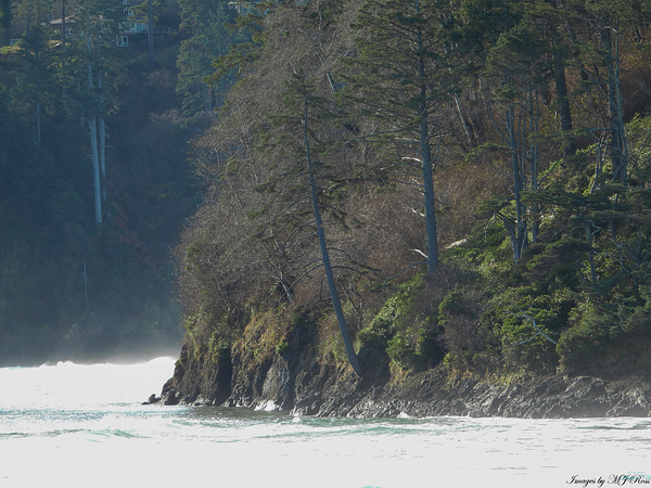 Oregon Coast 1 Digital Download