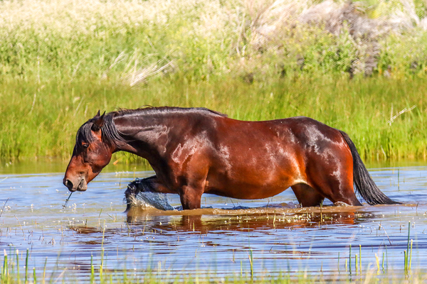 Nevada Mustang 1 4 Téléchargement Numérique
