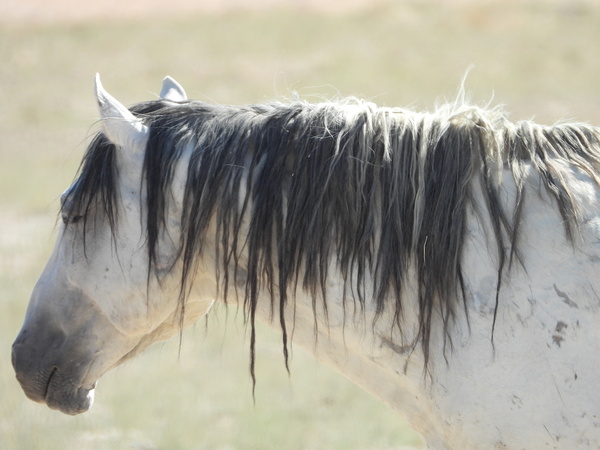 Utah Onaqui Wild Horses Digital Download
