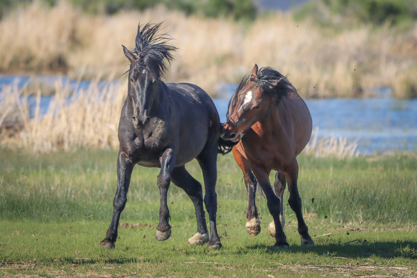 Nevada Virginia Range Series 18 Digital Download
