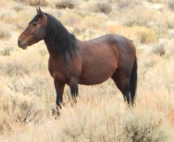 Nevada Mustang 2 3 Téléchargement Numérique