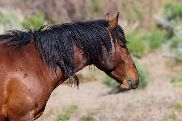 Nevada Mustang 2 4 Digital Download