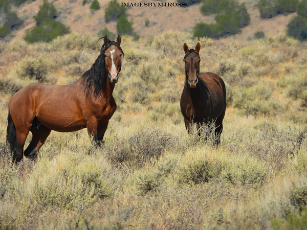 Nevada Mustang 2 2 Téléchargement Numérique