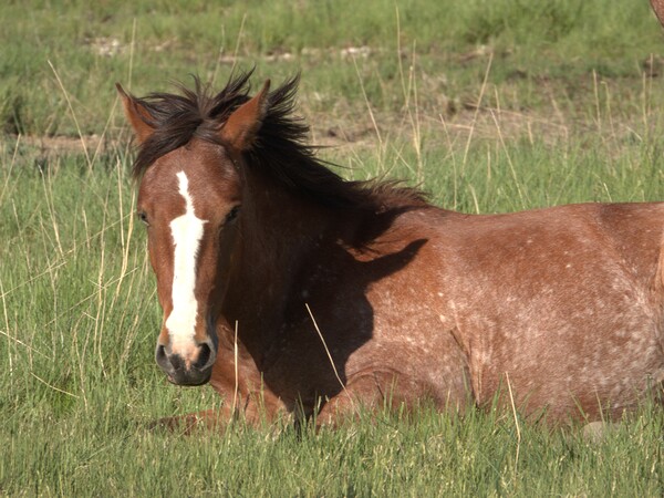 Nevada Wild 16 1 Digital Download