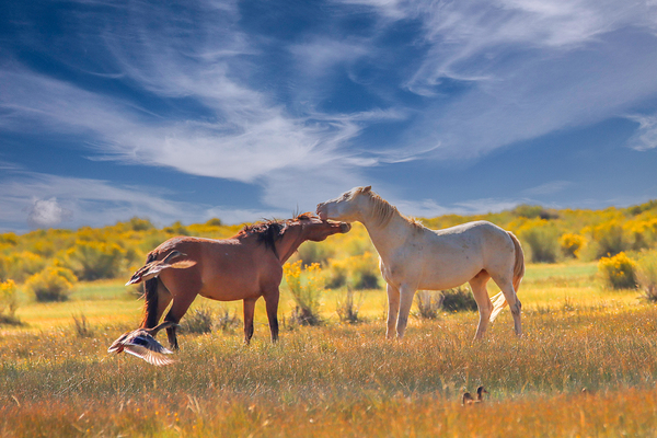 Mono Lake Wild Horse Series 1 Digital Download