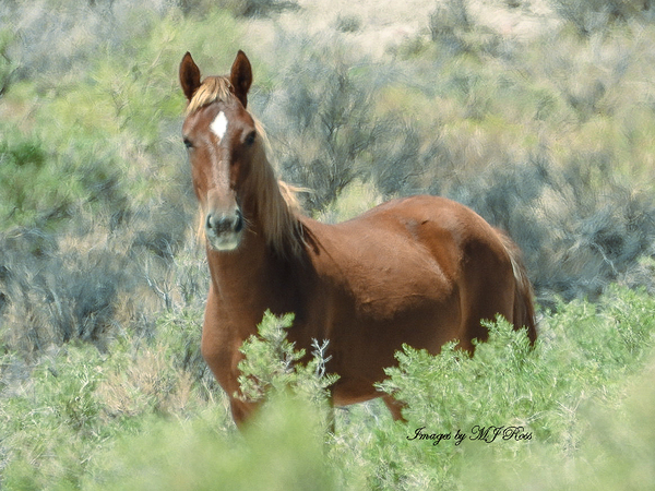 Nevada Mustang series 11 1 Digital Download