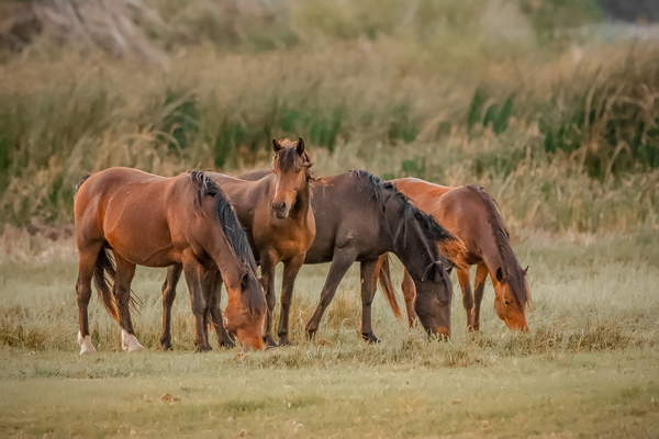 Nevada wild  Series VR1 1 Digital Download