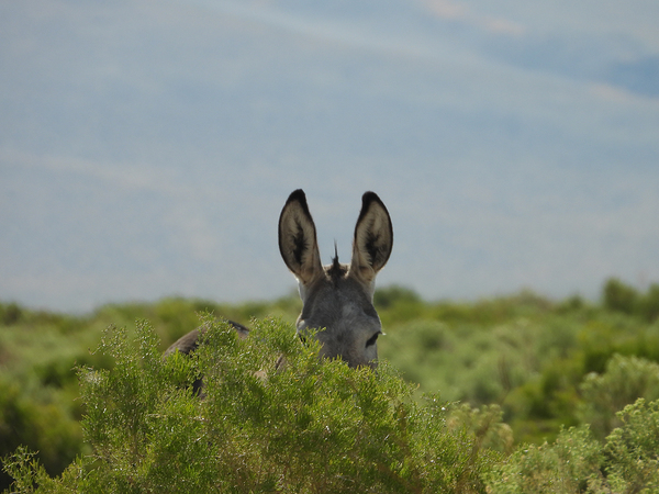 Marietta Wild Burro Range HMA 1 Digital Download