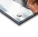 Wild  Horse Nevada Series 2 Acrylic print