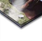 Wild Horse Nevada Series 5 Acrylic print