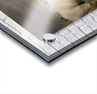 Mono Lake Wild Horse Series 1 Acrylic print