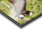 Marietta Wild Burro Range HMA 1 Acrylic print