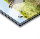 Marietta Wild Burro Range HMA 1 Acrylic print