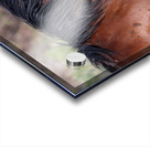 Nevada Mustang 2 4 Acrylic print