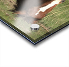 Nevada Wild 16 1 Acrylic print