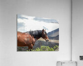 Wild  Horse Nevada Series 2 Acrylic Print