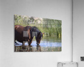 Wild Horse Nevada Series 5 Acrylic Print