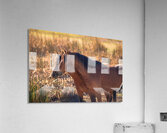 Nevada Virginia Range Series 34 Acrylic Print