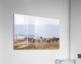 Mono Lake Wild Horse Series 1 Impression acrylique