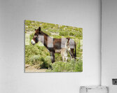 Marietta Wild Burro Range HMA 1 Acrylic Print