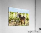 Marietta Wild Burro Range HMA 1 Acrylic Print