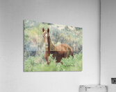 Nevada Mustang series 11 1 Acrylic Print