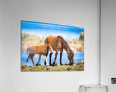 Nevada wild 6 Impression acrylique