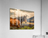 Nevada Mustang Series 16 1 Acrylic Print