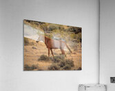 Nevada Mustang Series 16 1 Acrylic Print