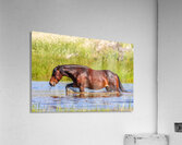 Nevada Mustang 1 4 Impression acrylique