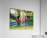 Nevada Mustang 1 6 Acrylic Print