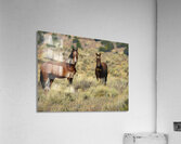 Nevada Mustang 2 2 Impression acrylique