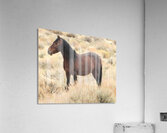 Nevada Mustang 2 3 Impression acrylique