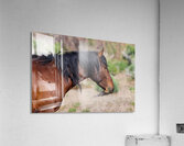Nevada Mustang 2 4 Acrylic Print