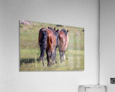 Nevada Wild 14 1 Impression acrylique