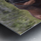 Wild Horse Nevada Series 5 Metal print