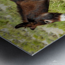 Marietta Wild Burro Range HMA 1 Metal print