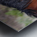 Nevada Mustang 2 4 Metal print