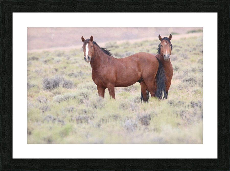 Wild Horse Nevada Series 8 Picture Frame print