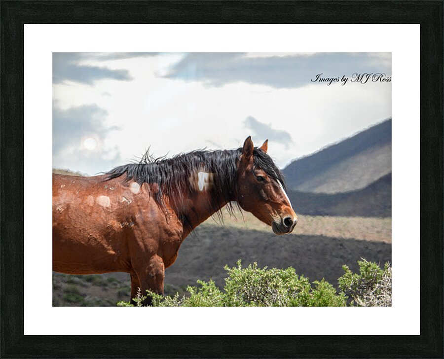 Wild  Horse Nevada Series 2 Picture Frame print