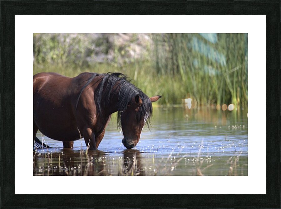 Wild Horse Nevada Series 5 Picture Frame print