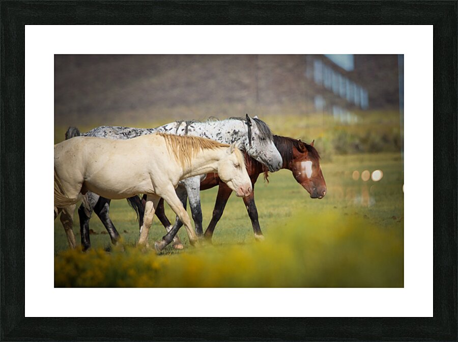 Mono Lake Wild Horse Series 1 Picture Frame print