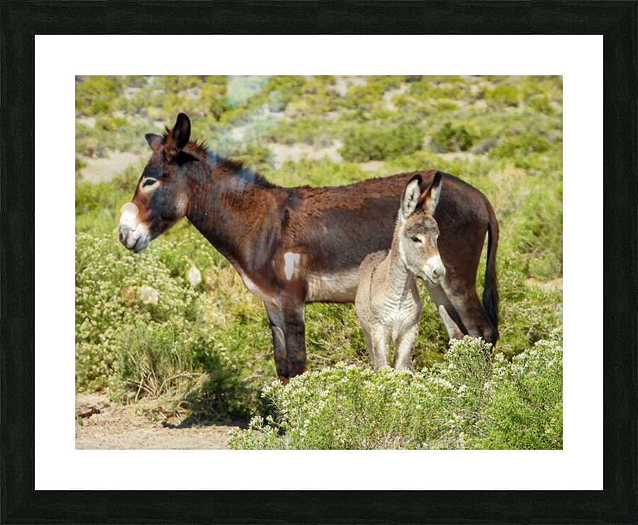 Marietta Wild Burro Range HMA 1 Picture Frame print