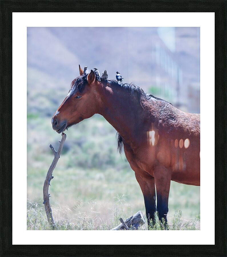 Nevada Mustang series1 1 Picture Frame print